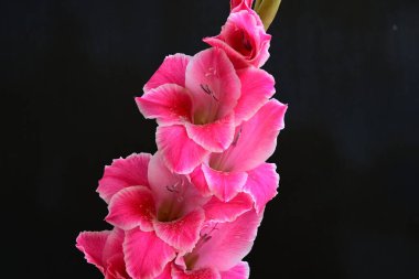 Koyu arkaplanı olan canlı gladiolus çiçekleri