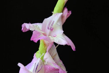 Koyu arkaplanı olan canlı gladiolus çiçekleri