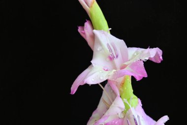 Siyah üzerine vurgulanmış zarif gladiolus çiçekleri