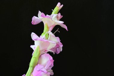 Siyah üzerine vurgulanmış zarif gladiolus çiçekleri