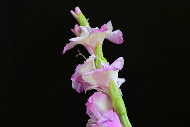 Siyah üzerine vurgulanmış zarif gladiolus çiçekleri