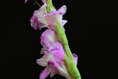 Canlı gladiolus çiçekleri siyah arkaplanda yakalanır