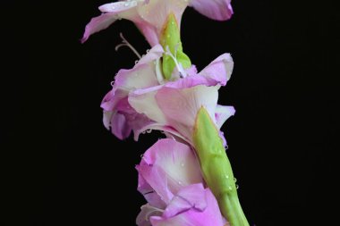 Canlı gladiolus çiçekleri siyah arkaplanda yakalanır