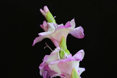 Canlı gladiolus çiçekleri siyah arkaplanda yakalanır