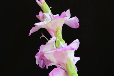 Siyah arka planda yakalanan taze gladiolus çiçekleri