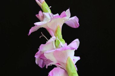 Siyah arka planda yakalanan taze gladiolus çiçekleri