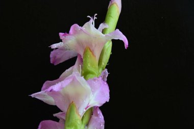 Siyah arka planda yakalanan taze gladiolus çiçekleri