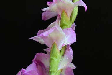 Siyah arka planda yakalanan taze gladiolus çiçekleri