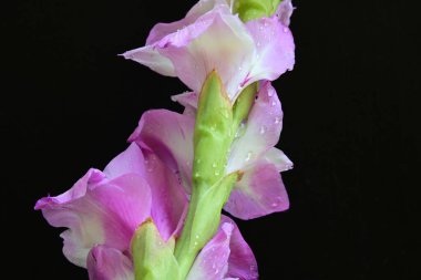 Siyah arka planda yakalanan taze gladiolus çiçekleri