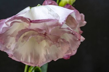 Siyah arka planda güzel Eustoma çiçekleri 