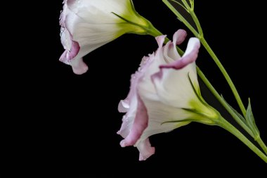 Siyah arka planda güzel Eustoma çiçekleri 