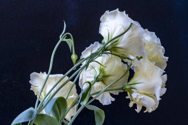 Beyaz Eustoma çiçekleri kapanıyor 