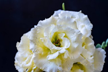 Beyaz Eustoma çiçekleri kapanıyor 