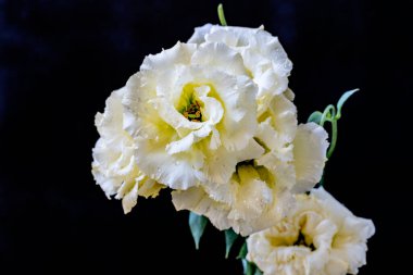 Beyaz Eustoma çiçekleri kapanıyor 