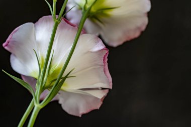 Siyah arka planda güzel Eustoma çiçekleri 