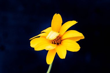 Bahçedeki güzel çiçekler çiçek tarhında 