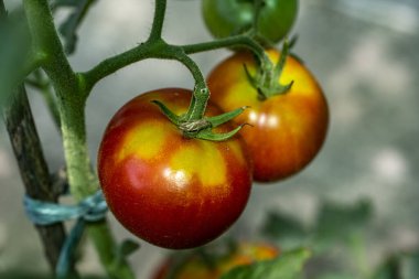 Seraya yakın görüntüde kırmızı domatesler.