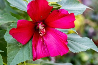 Bahçedeki güzel çiçekler çiçek tarhında 