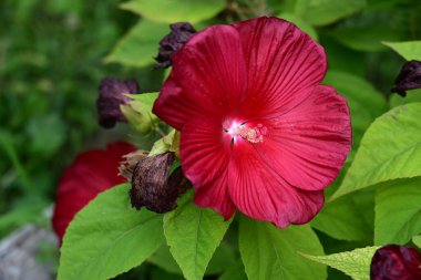 Yazın bahçedeki kırmızı amber çiçeği. 