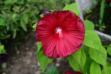 Yazın bahçedeki kırmızı amber çiçeği. 