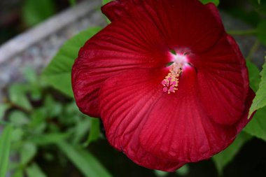 Yazın bahçedeki kırmızı amber çiçeği. 