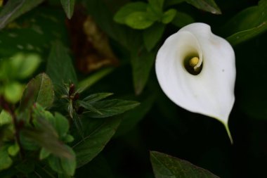 Bahçedeki güzel çiçekler çiçek tarhında 