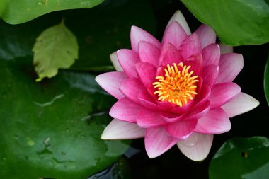 Bahçedeki güzel nilüfer çiçeğini kapat. 