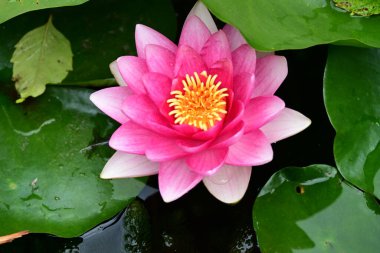 Bahçedeki güzel nilüfer çiçeğini kapat. 