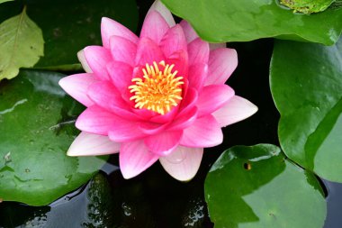 Bahçedeki güzel nilüfer çiçeğini kapat. 