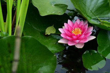 Bahçedeki güzel nilüfer çiçeğini kapat. 