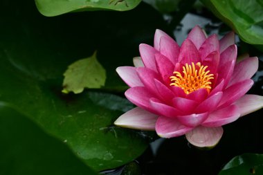 Bahçedeki güzel nilüfer çiçeğini kapat. 