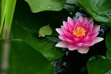 Bahçedeki güzel nilüfer çiçeğini kapat. 