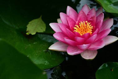 Bahçedeki güzel nilüfer çiçeğini kapat. 