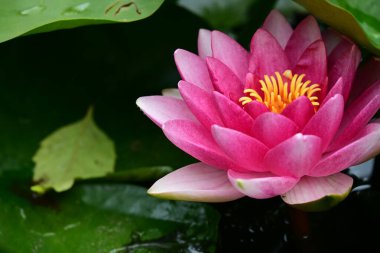 Bahçedeki güzel nilüfer çiçeğini kapat. 