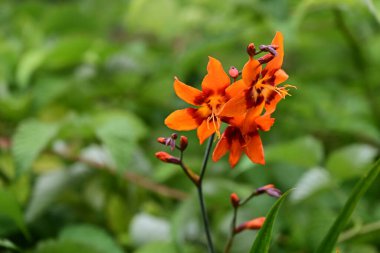 Yazın bahçedeki güzel çiçekleri kapat.