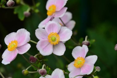Bahçedeki güzel şakayık çiçekleri