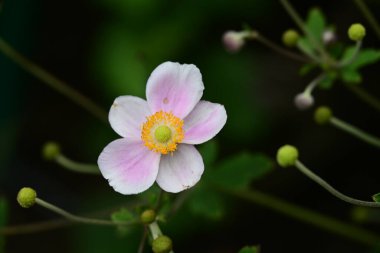 Bahçedeki güzel şakayık çiçekleri