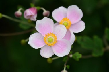 Bahçedeki güzel şakayık çiçekleri