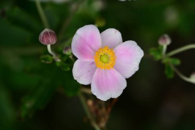Bahçedeki güzel şakayık çiçekleri