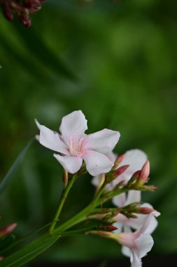 Yazın bahçedeki güzel çiçekleri kapat.