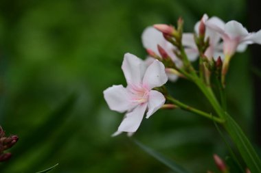 Yazın bahçedeki güzel çiçekleri kapat.