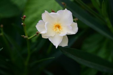 Bahçedeki güzel çiçekler çiçek tarhında 