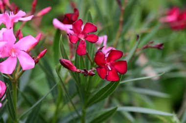 Yazın bahçedeki güzel çiçekleri kapat.