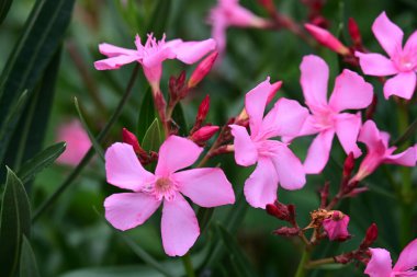 Yazın bahçedeki güzel çiçekleri kapat.