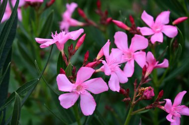 Yazın bahçedeki güzel çiçekleri kapat.