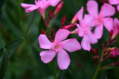 Yazın bahçedeki güzel çiçekleri kapat.