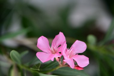 Yazın bahçedeki güzel çiçekleri kapat.