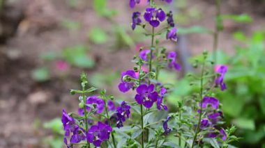 Bahçedeki güzel mor çiçekler