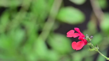 Bulanık doğada kırmızı çiçek 