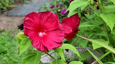 güzel amber çiçekleri, çiçek konsepti